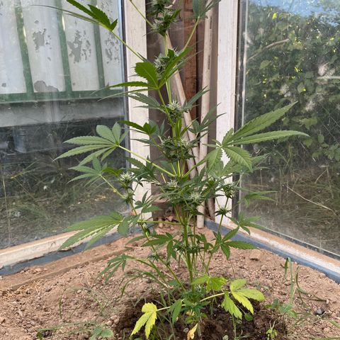 North Thunderfuck #3 growlog timeline photo