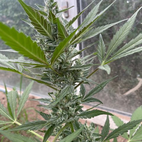 North Thunderfuck #2 growlog timeline photo