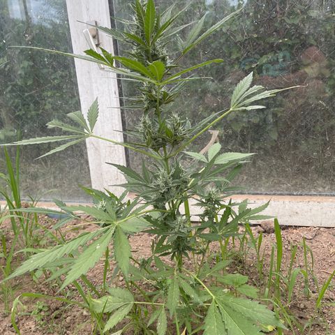 North Thunderfuck #2 growlog timeline photo