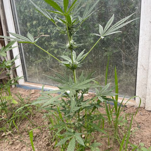 North Thunderfuck #1 growlog timeline photo