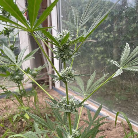 North Thunderfuck #1 growlog timeline photo