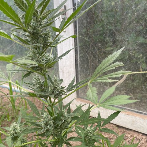 North Thunderfuck #2 growlog timeline photo