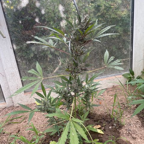 North Thunderfuck #2 growlog timeline photo
