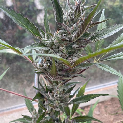 North Thunderfuck #2 growlog timeline photo