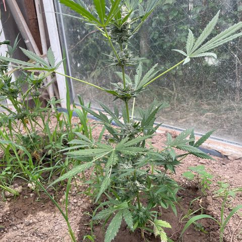 North Thunderfuck #1 growlog timeline photo