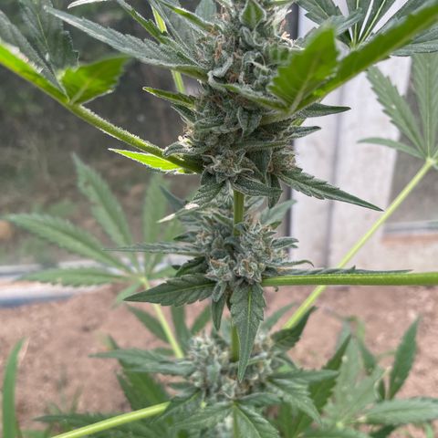 North Thunderfuck #1 growlog timeline photo