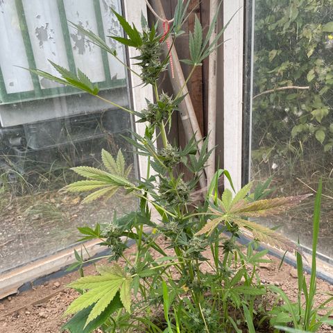 North Thunderfuck #3 growlog timeline photo