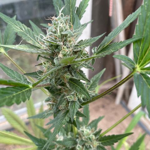 North Thunderfuck #3 growlog timeline photo