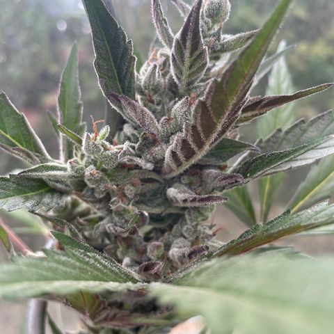 North Thunderfuck #2 growlog timeline photo