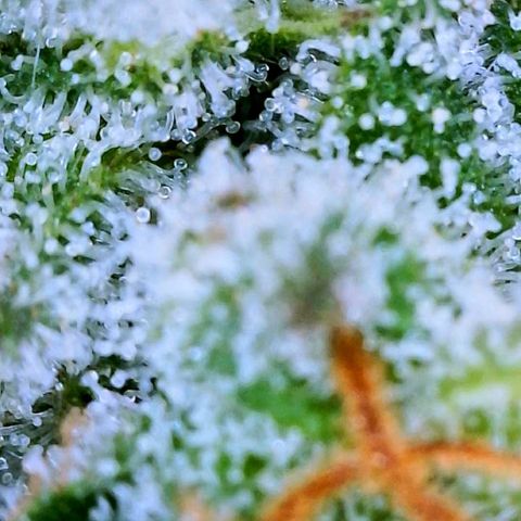 North Thunderfuck #2 growlog timeline photo