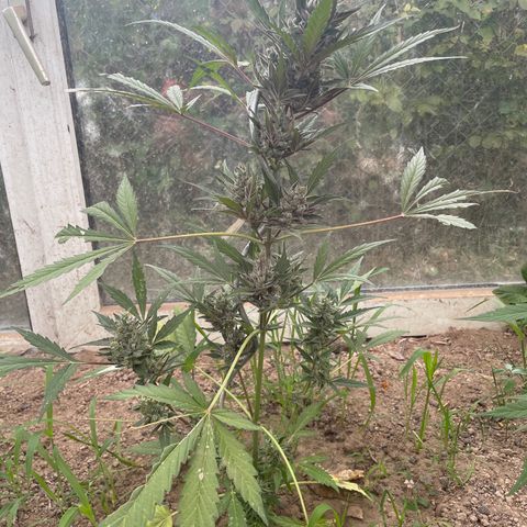 North Thunderfuck #2 growlog timeline photo