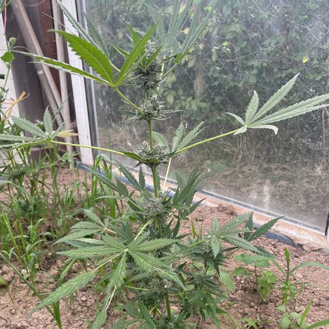 North Thunderfuck #1 growlog timeline photo