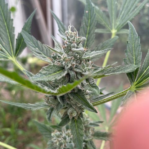 North Thunderfuck #1 growlog timeline photo