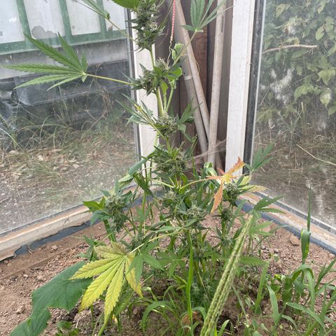 North Thunderfuck #3 growlog timeline photo