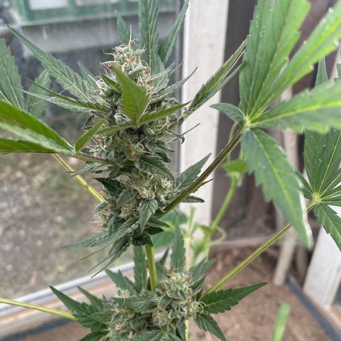 North Thunderfuck #3 growlog timeline photo