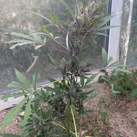 North Thunderfuck #2 growlog timeline photo