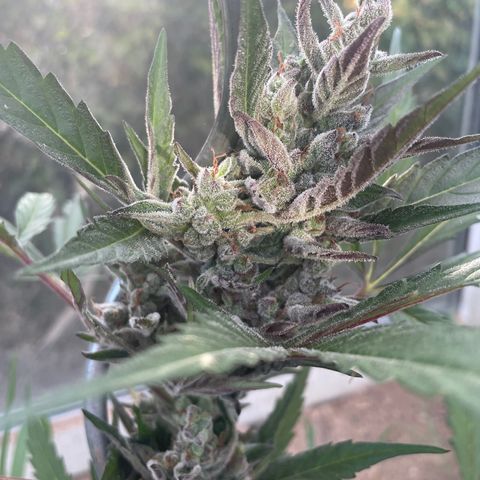 North Thunderfuck #2 growlog timeline photo