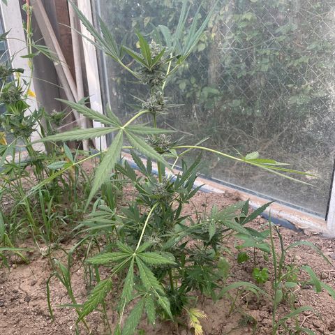 North Thunderfuck #1 growlog timeline photo