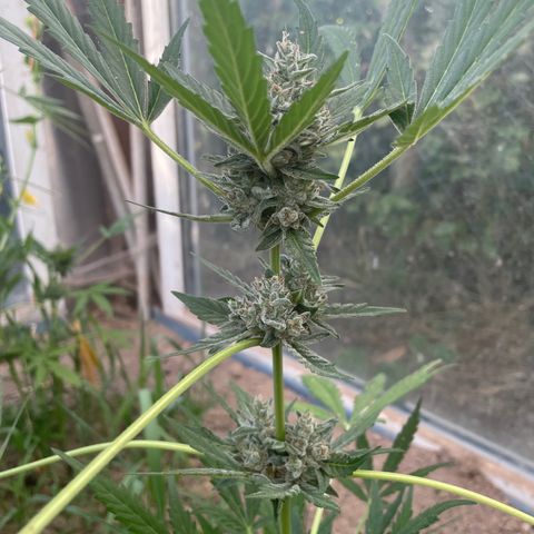 North Thunderfuck #1 growlog timeline photo
