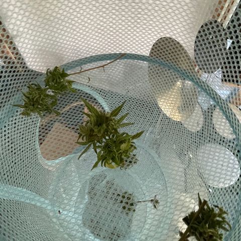 North Thunderfuck #2 growlog timeline photo