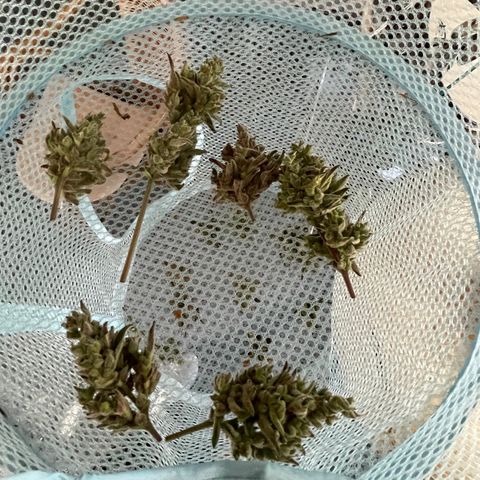 North Thunderfuck #2 growlog timeline photo