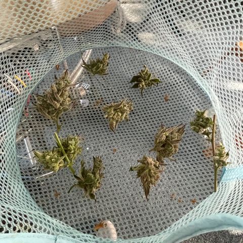 North Thunderfuck #2 growlog timeline photo