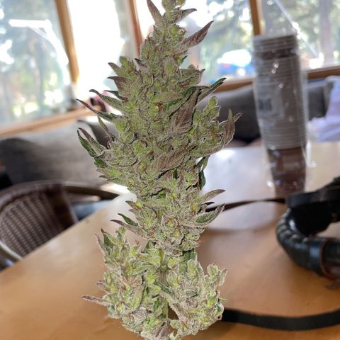 North Thunderfuck #2 growlog timeline photo