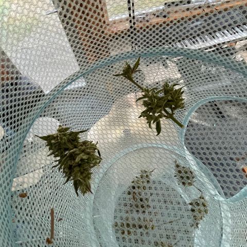 North Thunderfuck #2 growlog timeline photo