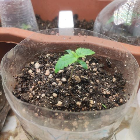 Harybo  growlog timeline photo