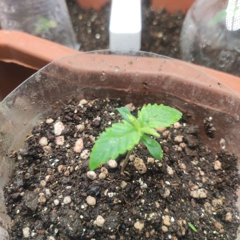 Harybo  growlog timeline photo