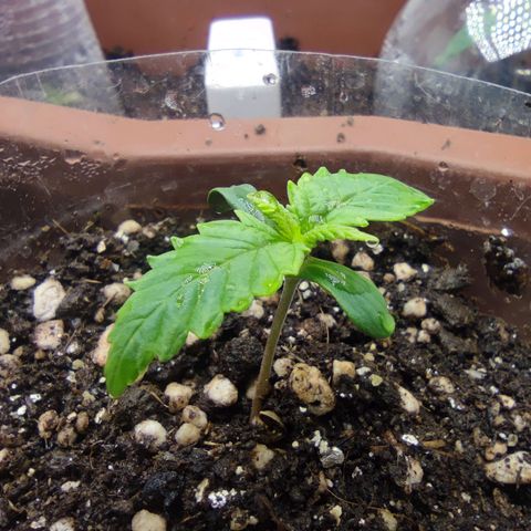 Harybo  growlog timeline photo