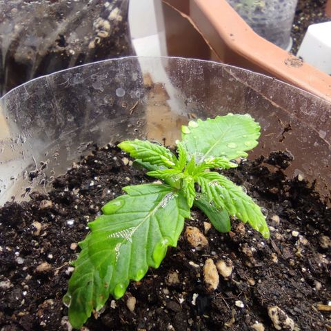 Harybo  growlog photo: Aplicação de bokachi 