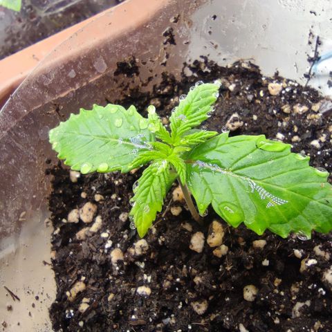 Harybo  growlog photo: Aplicação de bokachi 