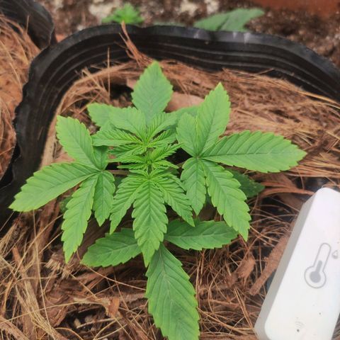 Harybo  growlog photo: 11 dias de vida 