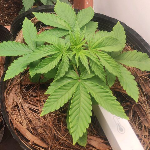 Harybo  growlog timeline photo