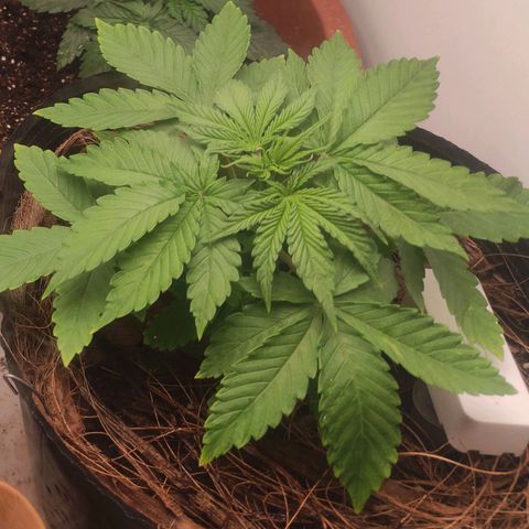 Harybo  growlog photo: Tudo fluindo bem 
