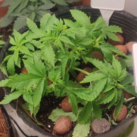 Harybo  growlog timeline photo
