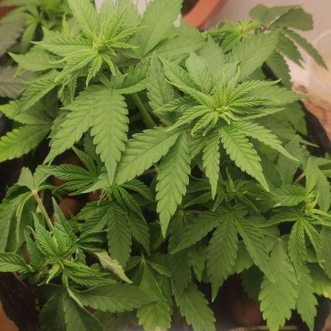 Harybo  growlog timeline photo