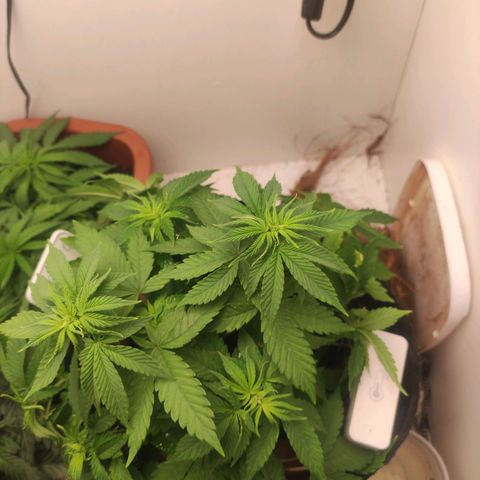 Harybo  growlog photo: Tudo fluindo perfeitamente 