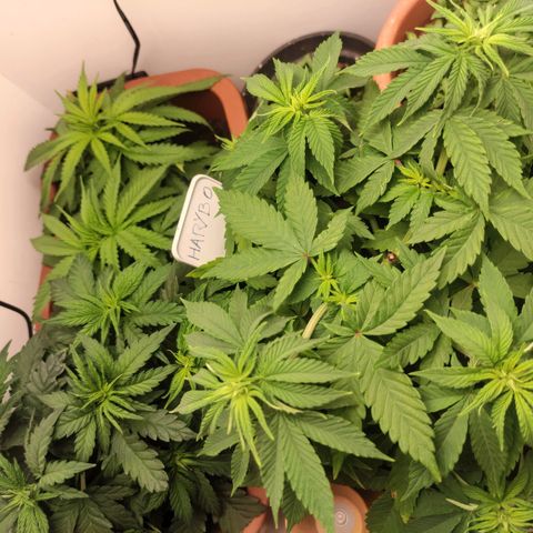 Harybo  growlog timeline photo