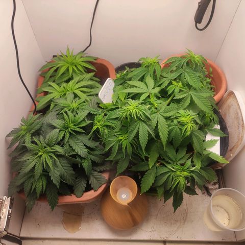 Harybo  growlog timeline photo