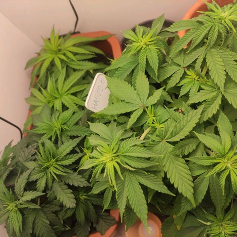 Harybo  growlog timeline photo