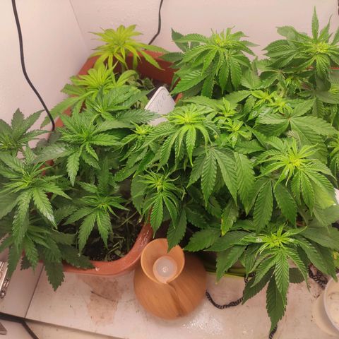 Harybo  growlog timeline photo