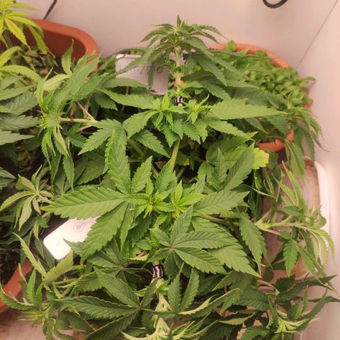 Harybo  growlog timeline photo