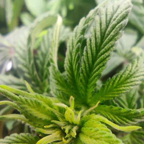 Harybo  growlog timeline photo