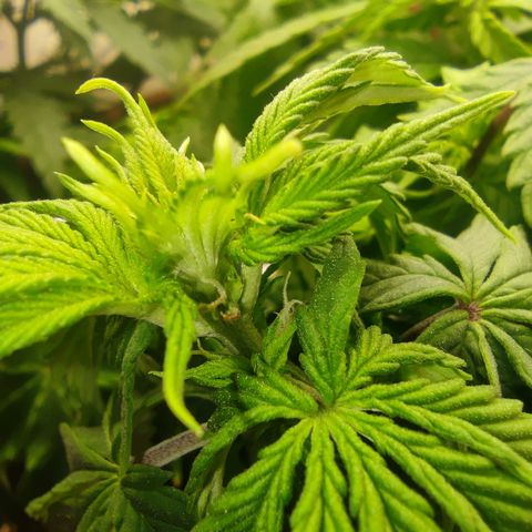 Harybo  growlog timeline photo