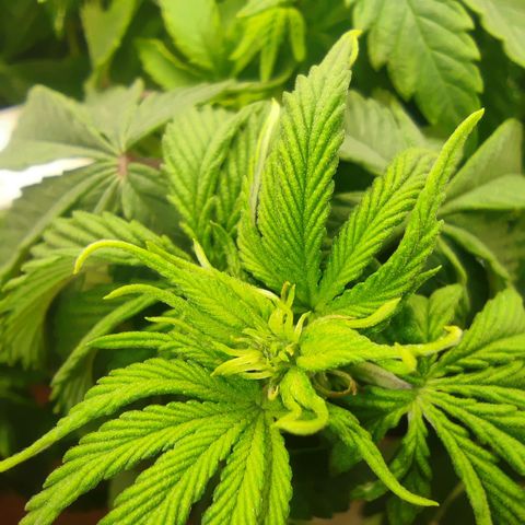 Harybo  growlog timeline photo