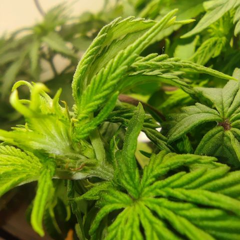 Harybo  growlog timeline photo