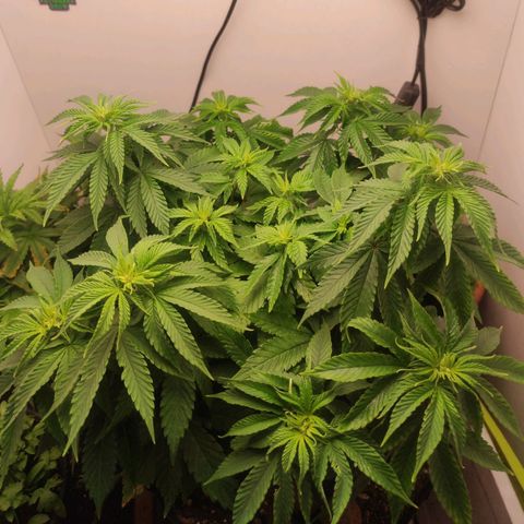 Harybo  growlog photo: Primeiro dia pós transplante 