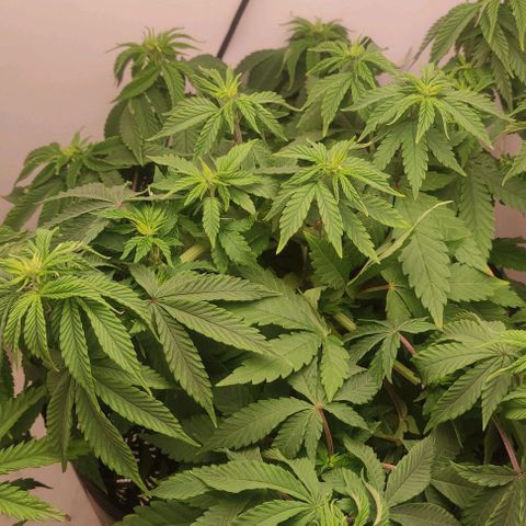 Harybo  growlog timeline photo